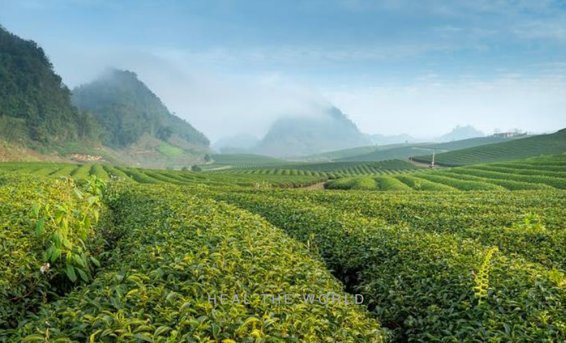 见证茶饮“中国能量”，茶小空传递独特的健康、美感和治愈